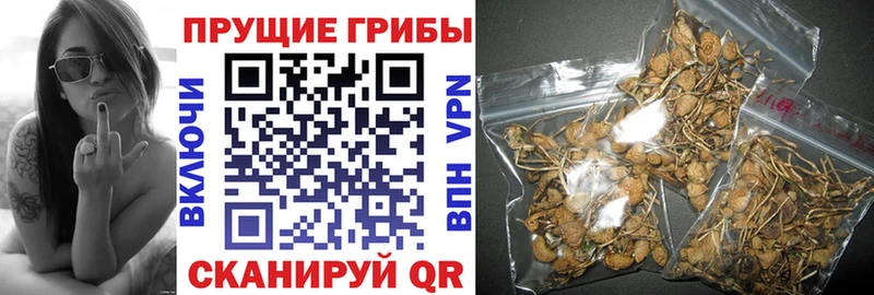 Галлюциногенные грибы GOLDEN TEACHER  мега как войти  Заводоуковск 